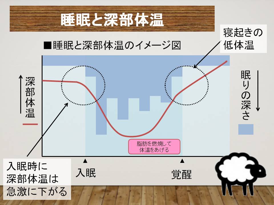 深部体温と睡眠の関係
