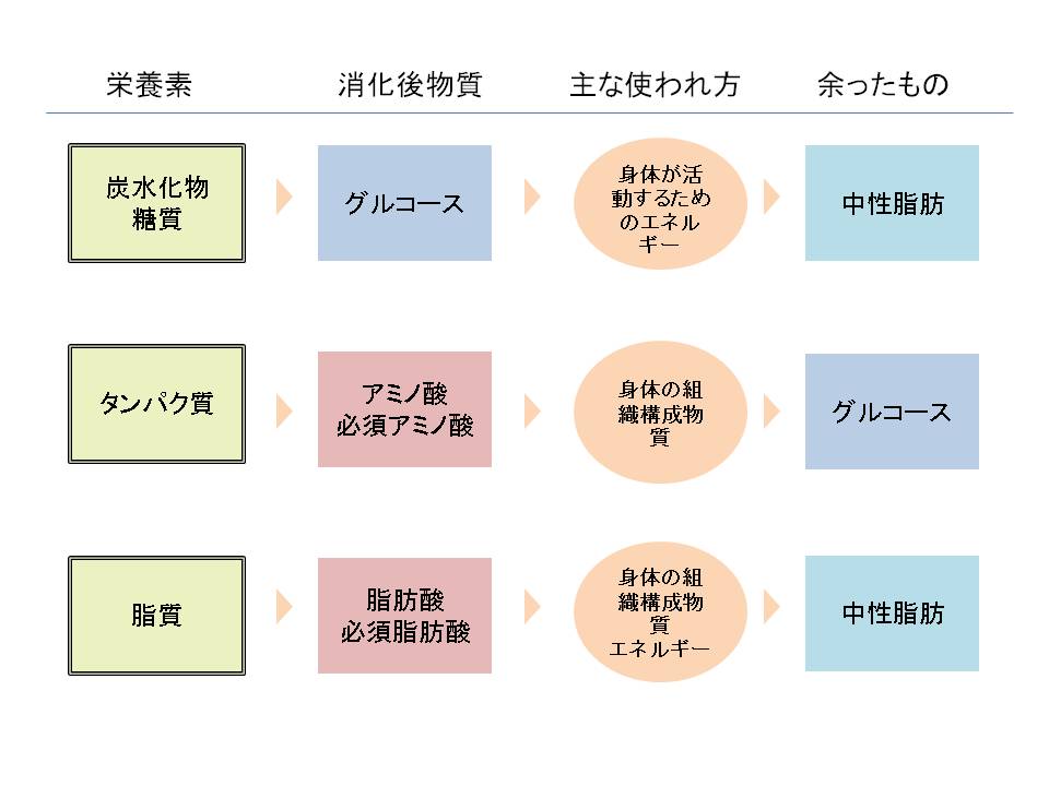 三大栄養素（炭水化物・タンパク質・脂質）の役割