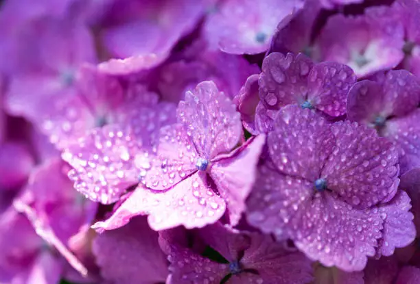 梅雨時の「湿邪」「水毒」の影響